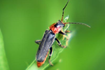 <i>Cantharis fusca</i>
