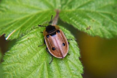 <i>Dendroxena quadrimaculata</i>