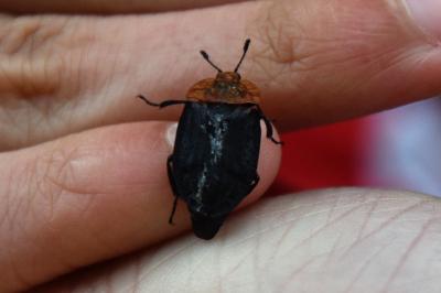 <i>Oiceoptoma thoracicum</i>