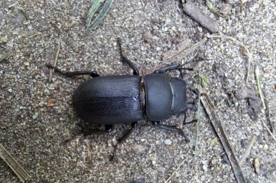 <i>Dorcus parallelipipedus</i>