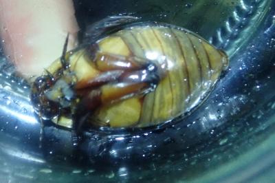<i>Cybister lateralimarginalis</i>