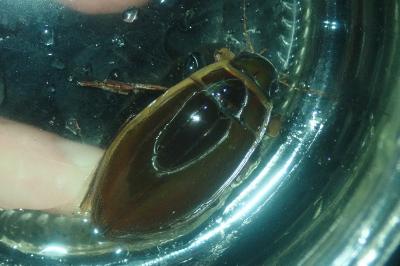 <i>Dytiscus circumflexus</i>