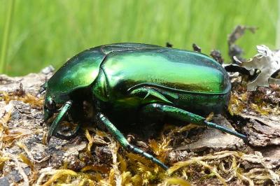 <i>Cetonischema speciosissima</i>