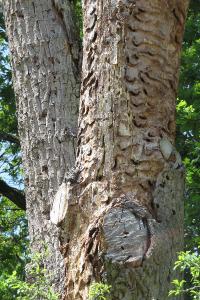 <i>Cerambyx cerdo</i>