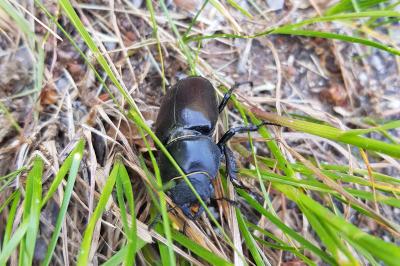 <i>Lucanus cervus cervus</i>