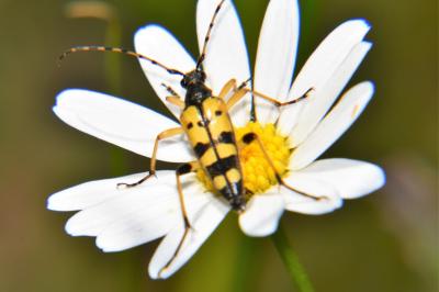 <i>Rutpela maculata</i>