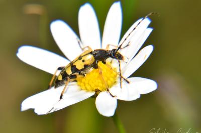 <i>Rutpela maculata</i>