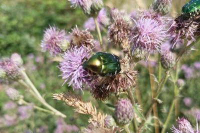 <i>Cetonia aurata</i>