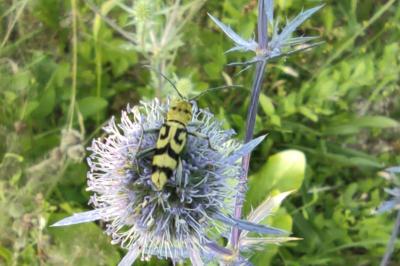 <i>Chlorophorus varius</i>