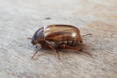 <i>Amphimallon solstitiale</i>