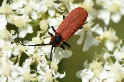 <i>Lygistopterus sanguineus</i>