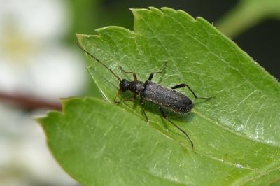 <i>Grammoptera ruficornis</i>