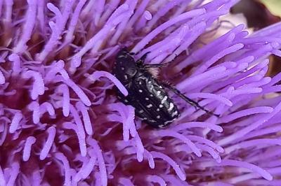 <i>Oxythyrea funesta</i>