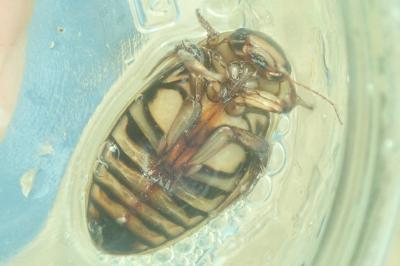 <i>Dytiscus circumflexus</i>