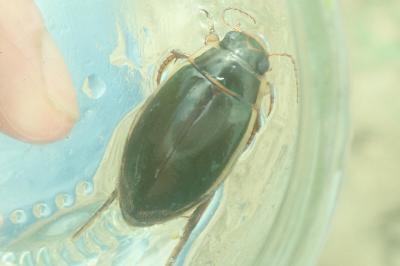 <i>Dytiscus circumflexus</i>