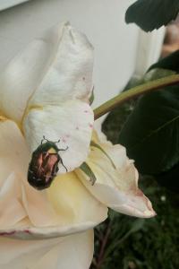 <i>Cetonia aurata</i>