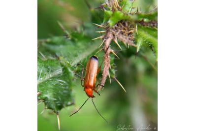 <i>Rhagonycha fulva</i>
