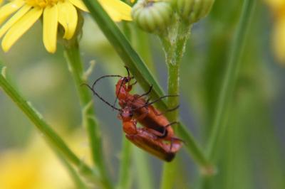 <i>Rhagonycha fulva</i>