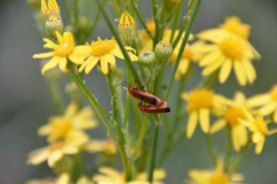 <i>Rhagonycha fulva</i>