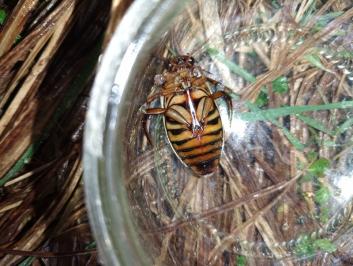 <i>Dytiscus circumflexus</i>