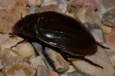 Hydrophilus piceus