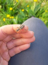 <i>Rhagium inquisitor</i>