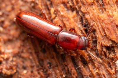 <i>Corticeus unicolor</i>