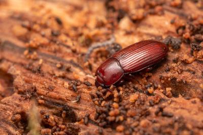 <i>Uloma culinaris</i>