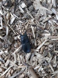 <i>Dorcus parallelipipedus</i>