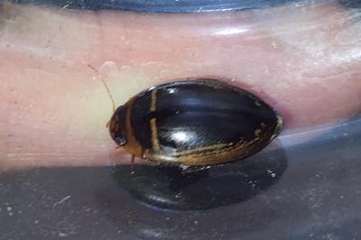 <i>Hydaticus transversalis</i>