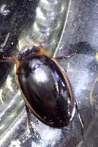 <i>Hydaticus seminiger</i>