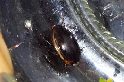 <i>Hydaticus seminiger</i>