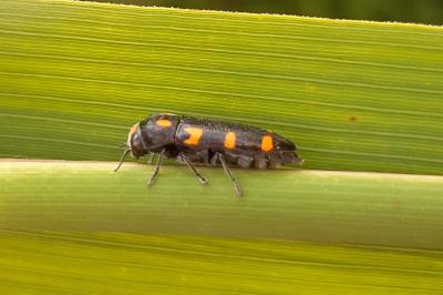 <i>Ptosima undecimmaculata</i>