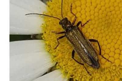 <i>Oedemera flavipes</i>