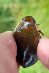 <i>Cybister lateralimarginalis</i>