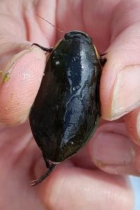 <i>Cybister lateralimarginalis</i>