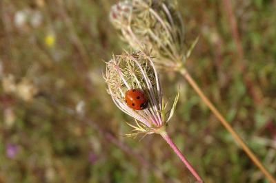 <i>Coccinella septempunctata</i>