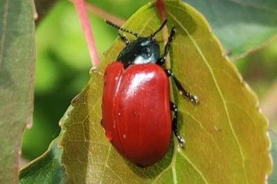 <i>Chrysomela populi</i>