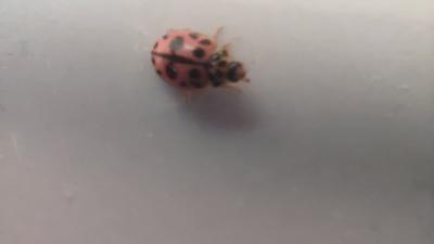 <i>Oenopia conglobata</i>