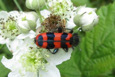 <i>Trichodes alvearius</i>
