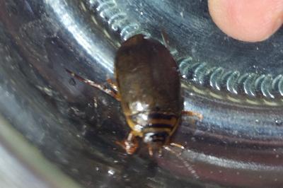 <i>Acilius canaliculatus</i>