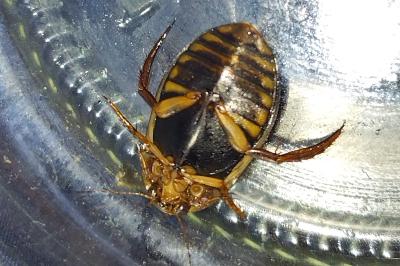 <i>Acilius canaliculatus</i>