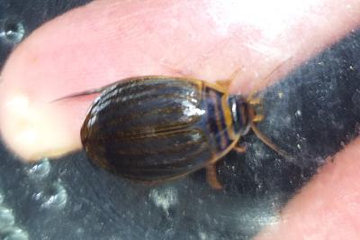 <i>Acilius canaliculatus</i>