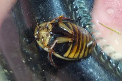 <i>Acilius canaliculatus</i>