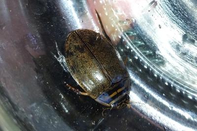 <i>Acilius sulcatus</i>