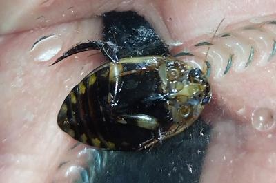 <i>Acilius sulcatus</i>