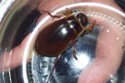 <i>Dytiscus marginalis</i>