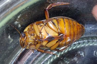 <i>Dytiscus marginalis</i>