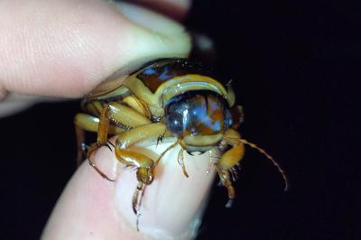 <i>Dytiscus marginalis</i>