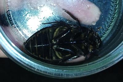 <i>Hydrophilus piceus</i>